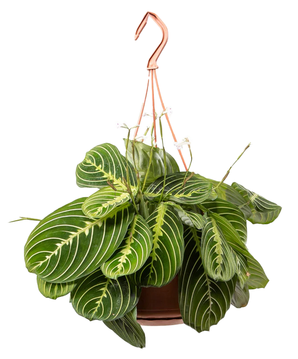 Harmony_Plants_Haengepflanze